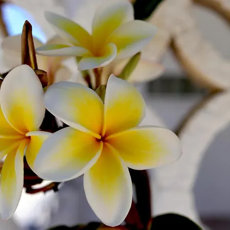 Casa Metropolis * Rhodes City